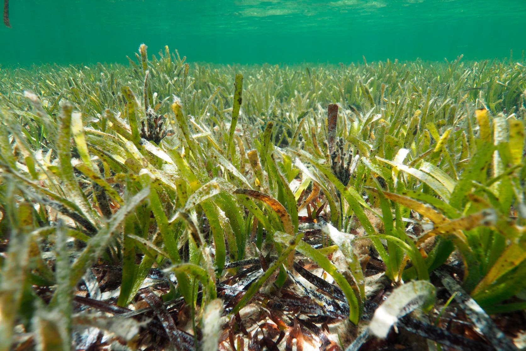 جزء من حقول عشب البحر الممتد قبالة سواحل أستراليا والتي تم الكشف مؤخراً أنها كائن نباتي واحد