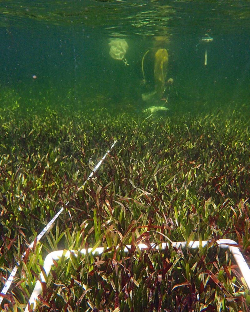 جزء من حقول عشب البحر الممتد قبالة سواحل أستراليا والتي تم الكشف مؤخراً أنها كائن نباتي واحد